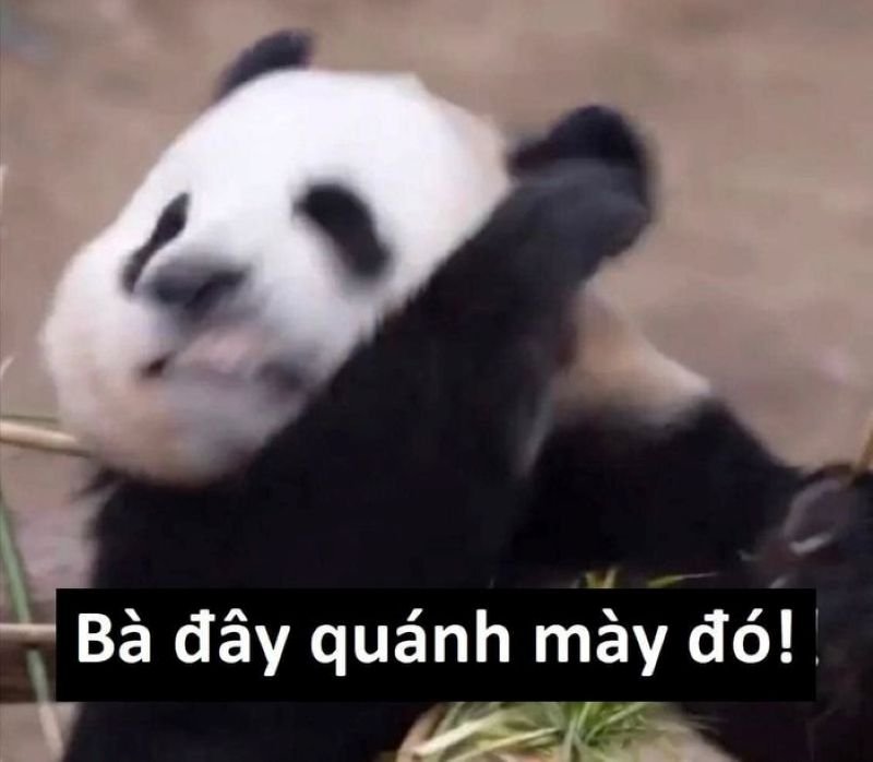 meme trung quốc bắt trend siêu nhanh