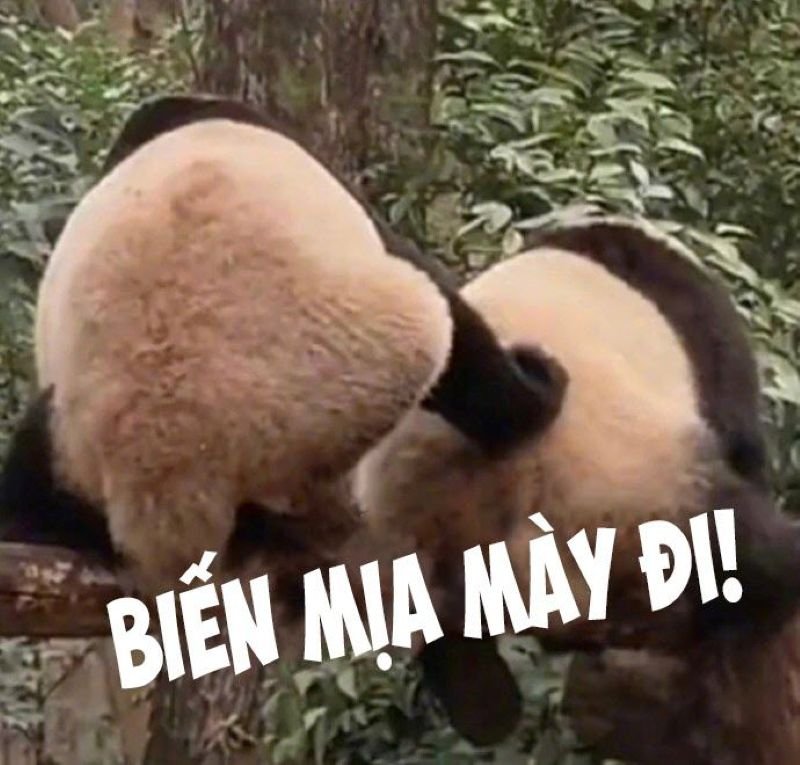 meme trung quốc biểu cảm khó đỡ