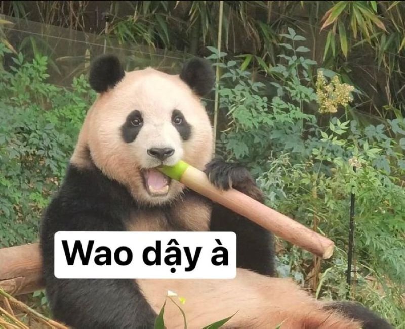 meme trung quốc tình huống dở khóc