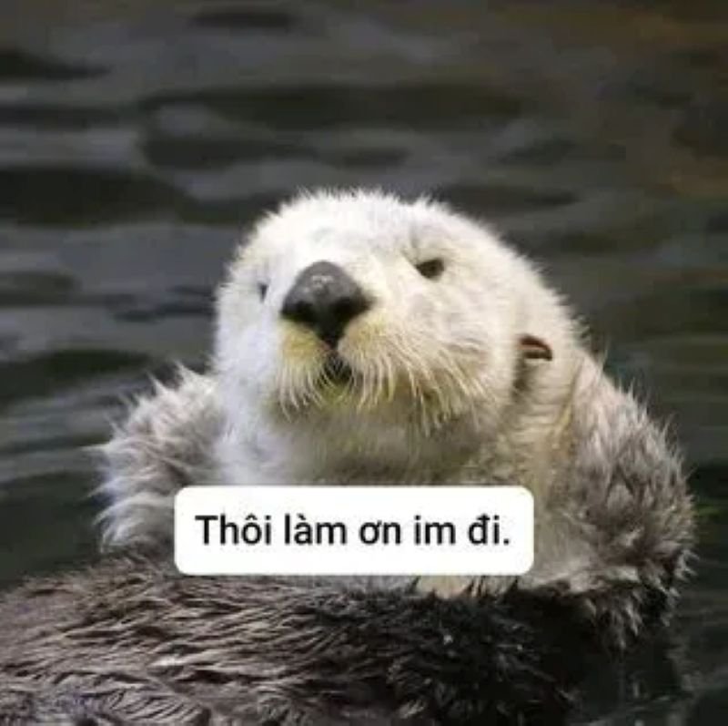 meme từ chối hài hước khó đỡ