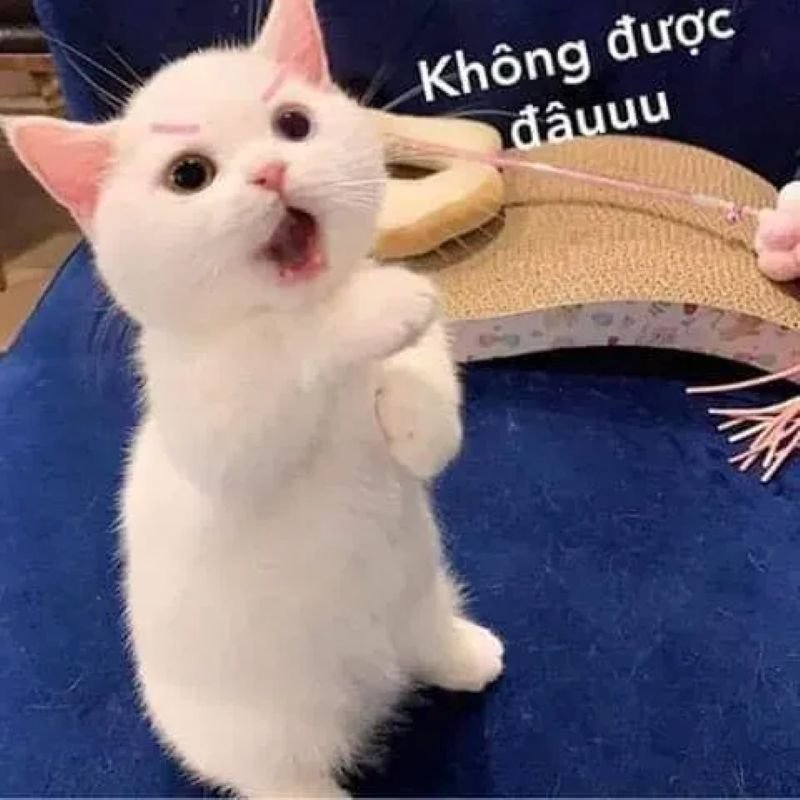meme từ chối siêu hài đang thịnh hành