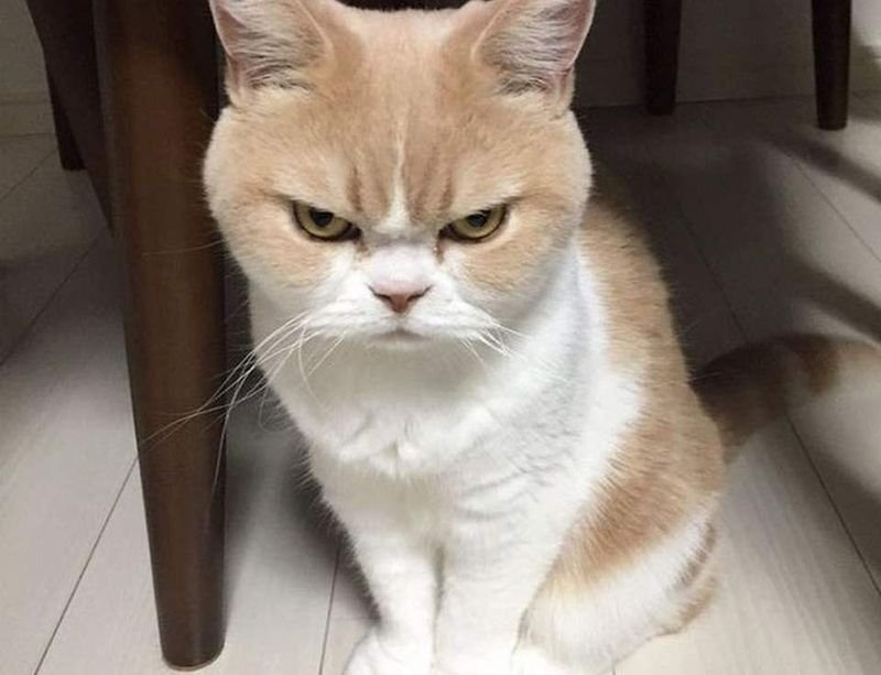 meme tức giận cho ngày bực bội meme tức giận cho ngày bực bội