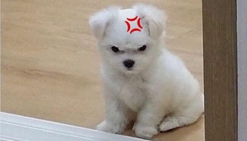 meme tức giận dùng để cà khịa meme tức giận dùng để cà khịa