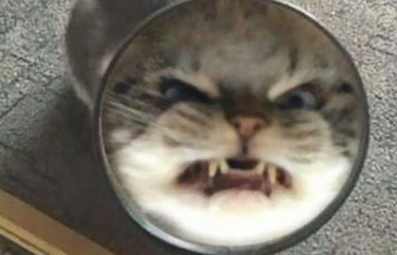 meme tức giận nhìn phát hiểu ngay meme tức giận nhìn phát hiểu ngay