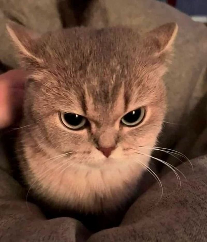 meme tức giận nhưng vẫn hài meme tức giận nhưng vẫn hài