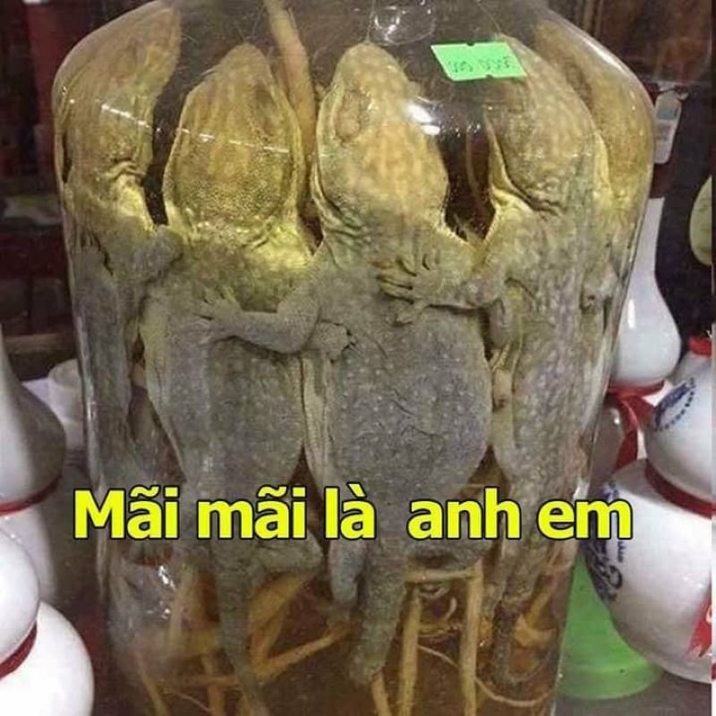 meme vì bạn xứng đáng cười mỗi ngày