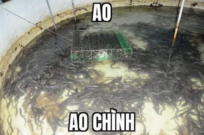 meme vì bạn xứng đáng gặp may mắn