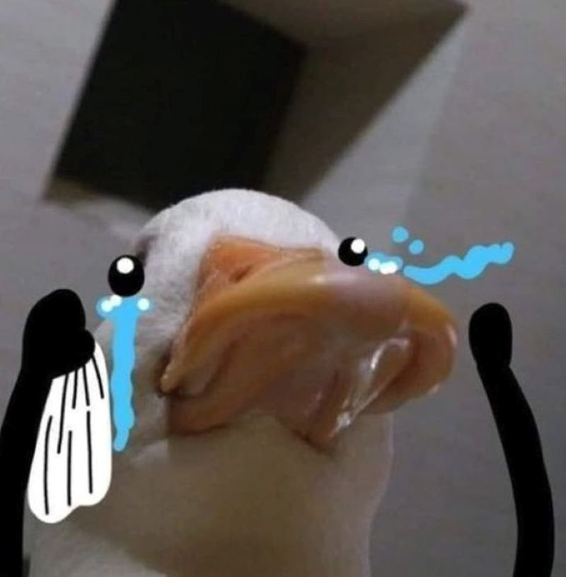 meme vịt cười như được mùa meme vịt cười như được mùa