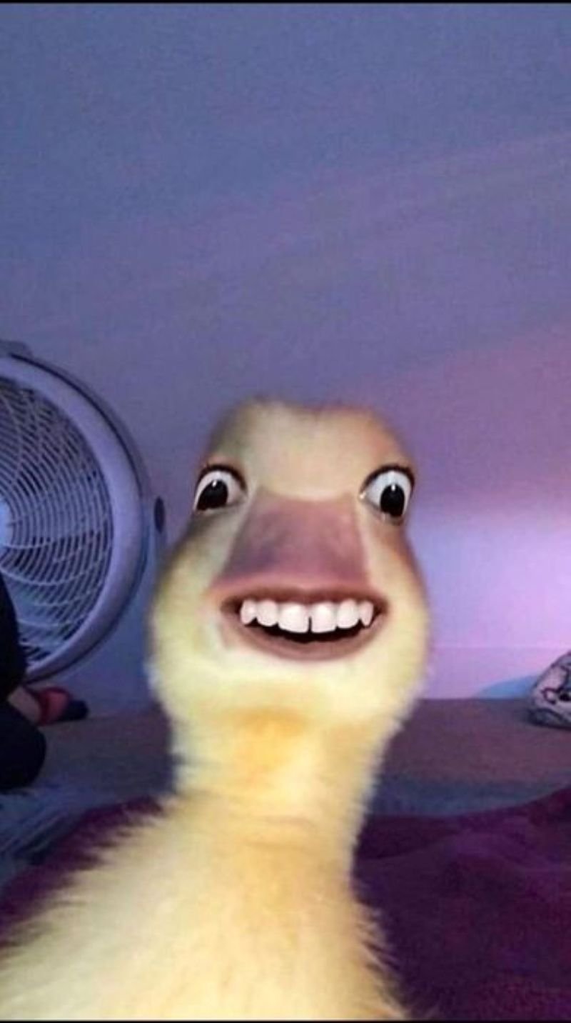 meme vịt cute nhìn là mê meme vịt cute nhìn là mê