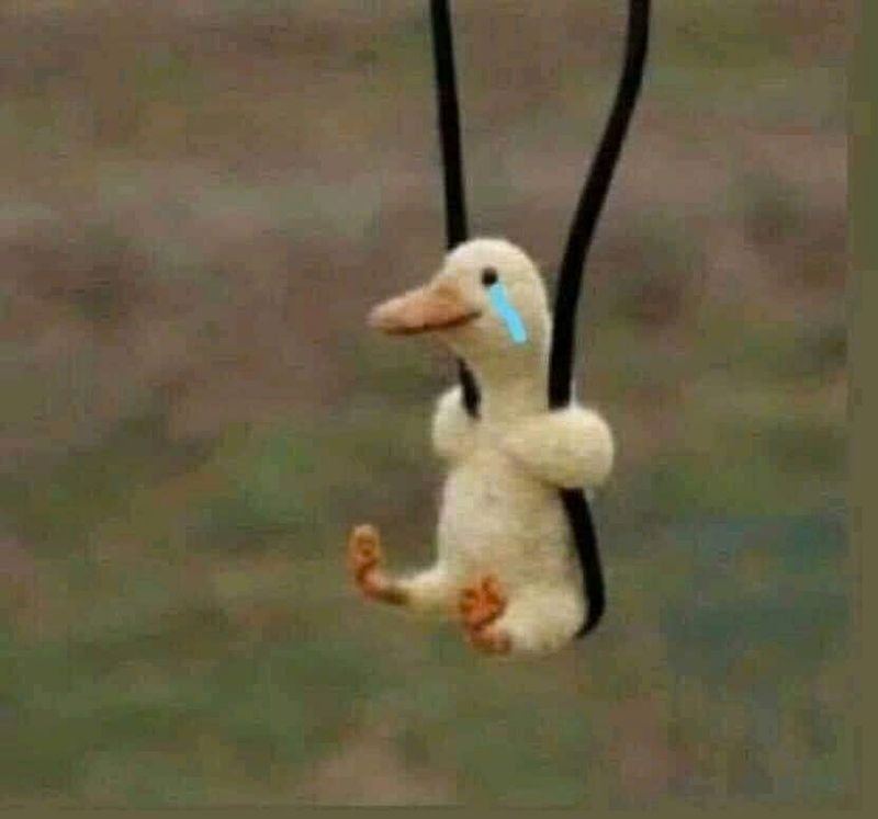 meme vịt đáng yêu nhìn cực vui meme vịt đáng yêu nhìn cực vui
