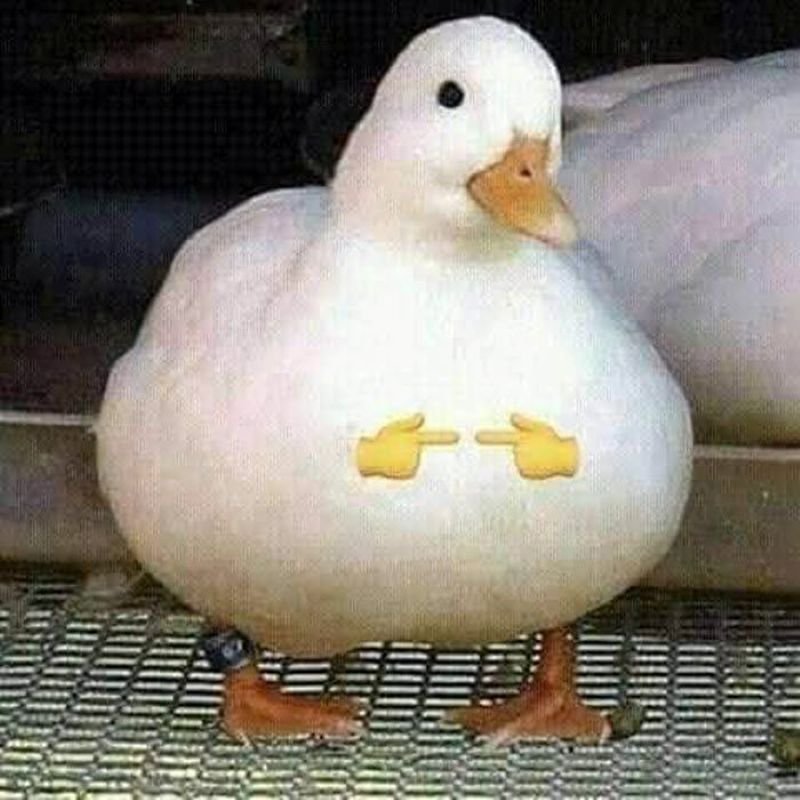 meme vịt diễn sâu cực hài meme vịt diễn sâu cực hài