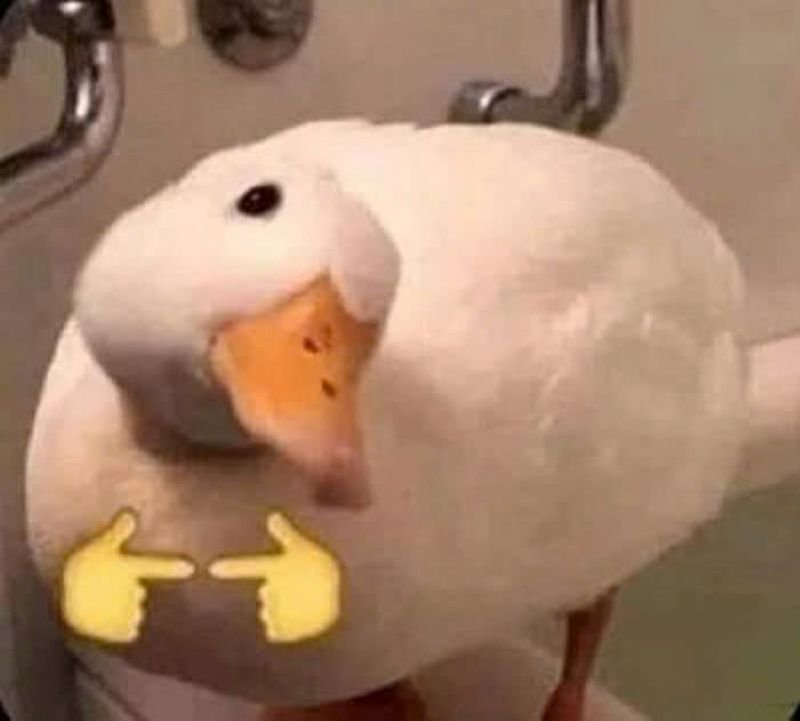 meme vịt hài hước dùng làm reaction meme vịt hài hước dùng làm reaction