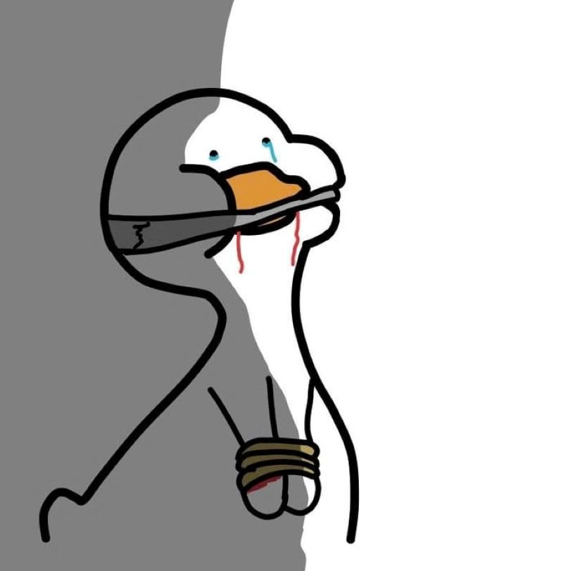 meme vịt ngáo ngơ siêu đáng yêu meme vịt ngáo ngơ siêu đáng yêu