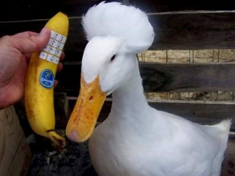 meme vịt tức giận nhưng đáng yêu meme vịt tức giận nhưng đáng yêu