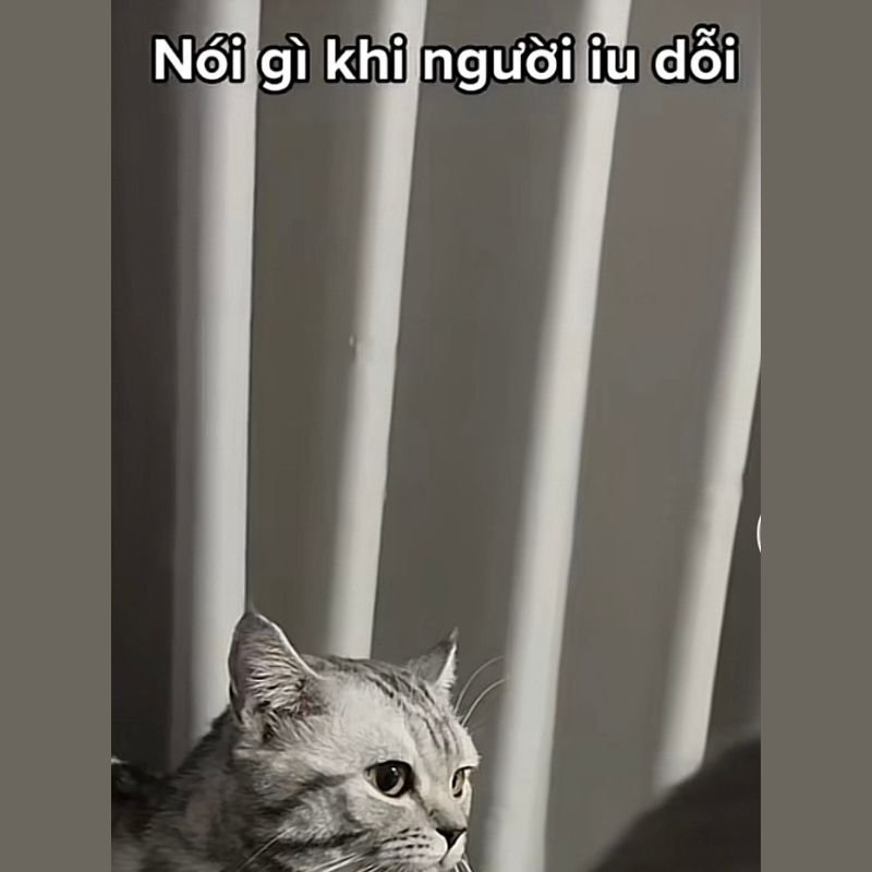 meme xin lỗi biểu cảm cực kỳ hài hước
