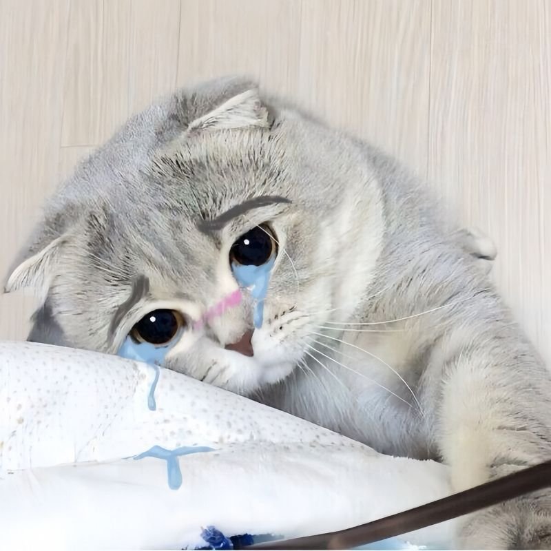 meme xin lỗi cute dành cho mọi cuộc trò chuyện