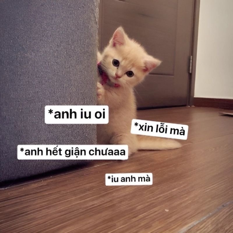 meme xin lỗi đáng yêu dùng để dỗ người yêu