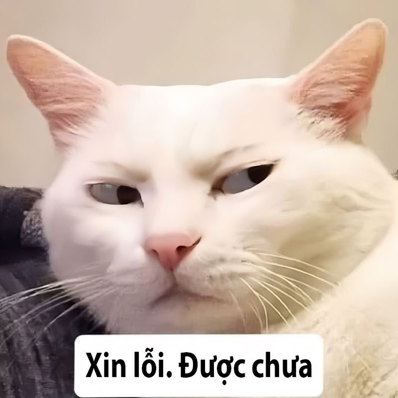 meme xin lỗi độc đáo với biểu cảm khó đỡ