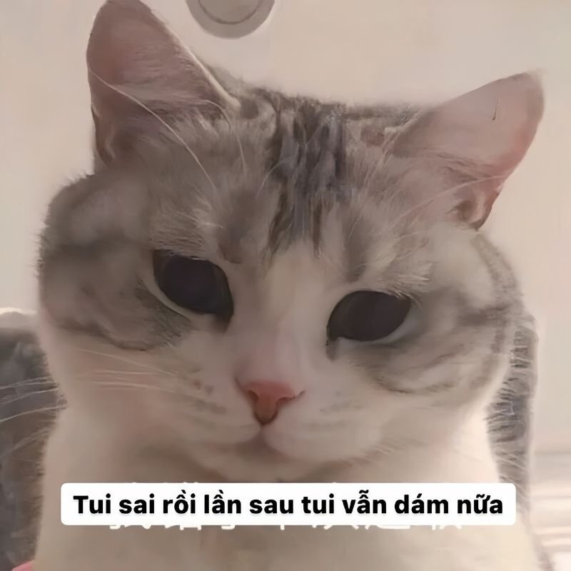 meme xin lỗi hài hước cho tình huống khó đỡ