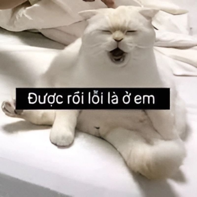 meme xin lỗi hài hước cực hợp đăng story