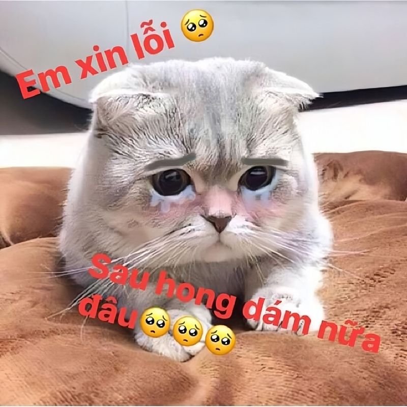 meme xin lỗi hài hước đang được yêu thích