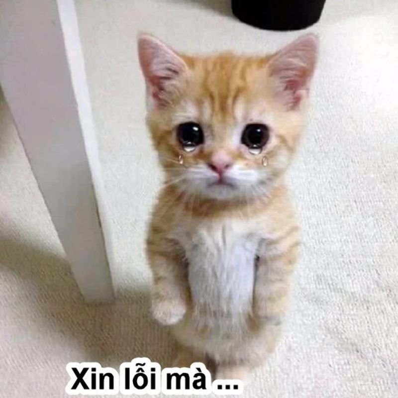 meme xin lỗi hài hước dành cho hội mê meme