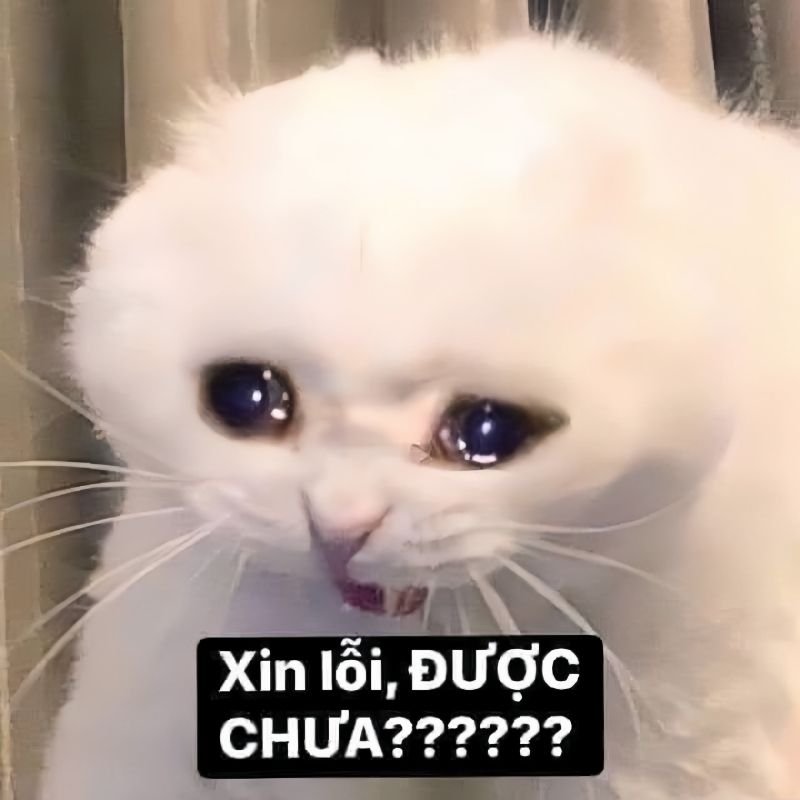 meme xin lỗi hài hước dùng khi mắc lỗi