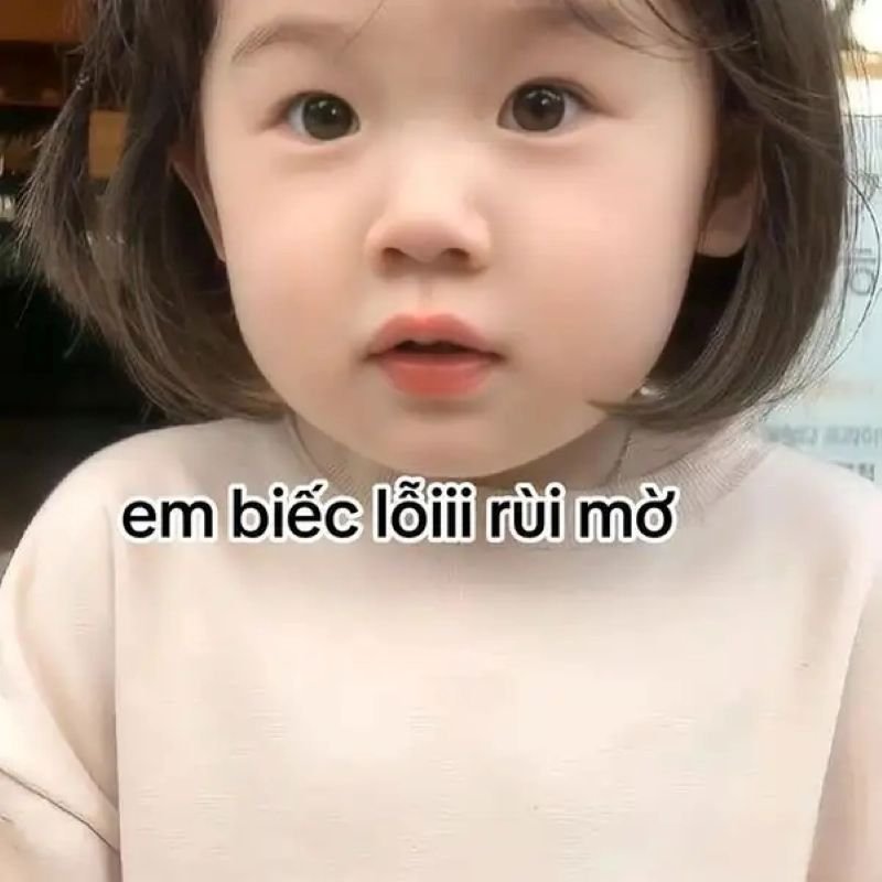 meme xin lỗi hài hước không thể nhịn cười
