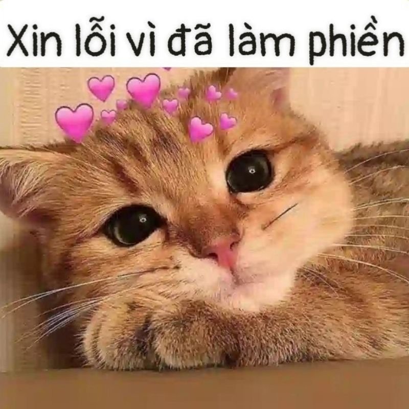 meme xin lỗi hài hước nhất trên mạng