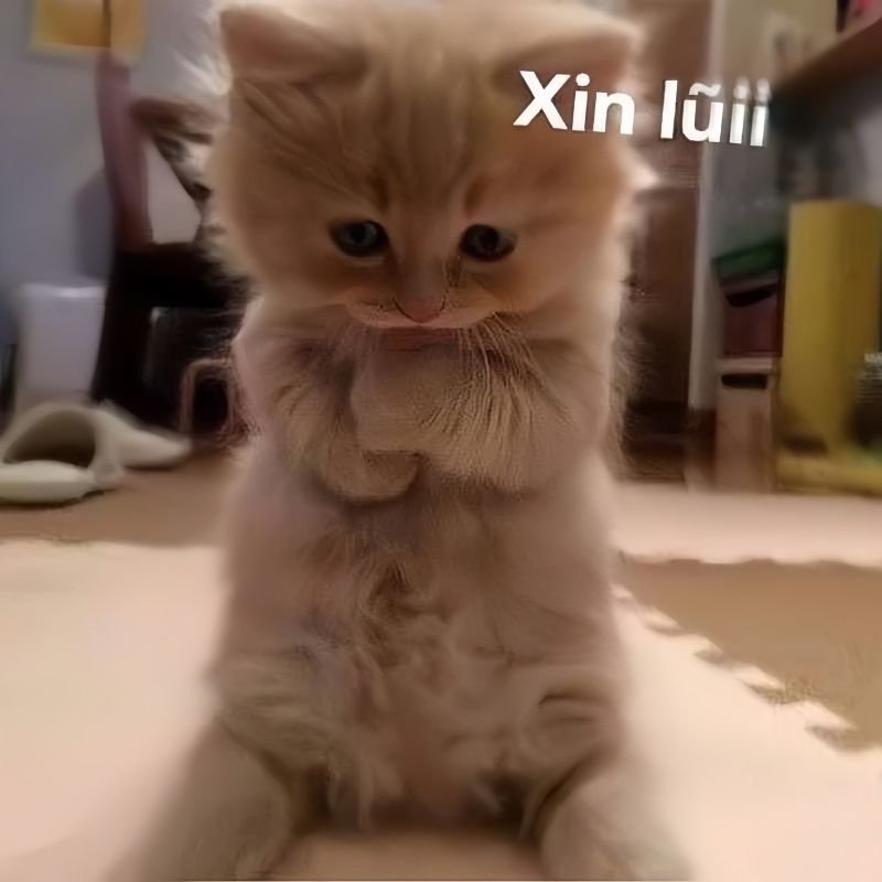 meme xin lỗi hài hước xem là muốn lưu