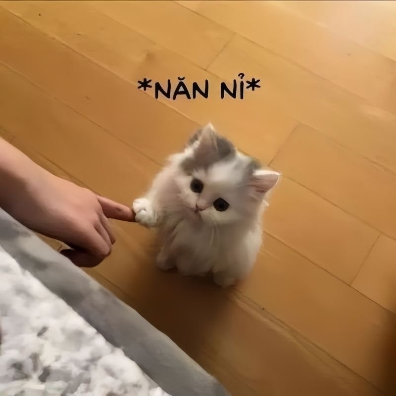 meme xin lỗi lầy lội dành cho người yêu