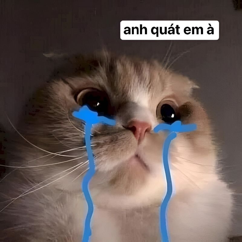 meme xin lỗi lầy lội khiến dân mạng thích