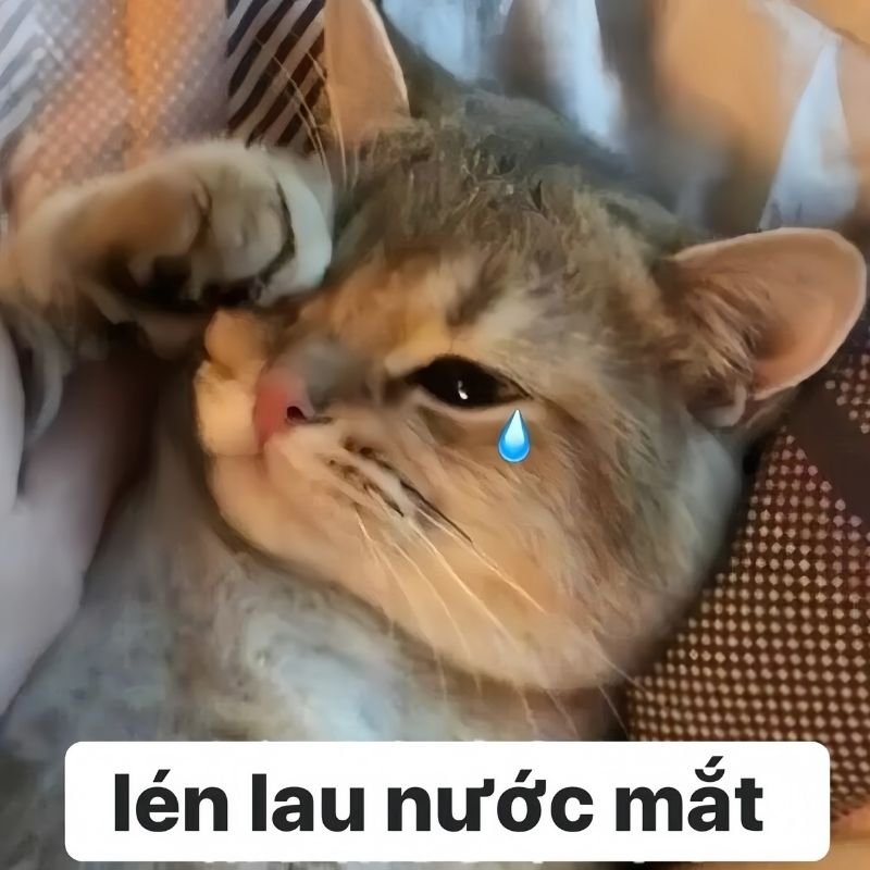meme xin lỗi siêu lầy dành cho bạn bè