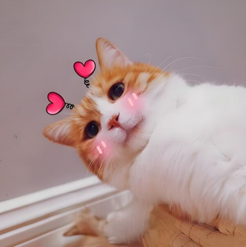 meme yêu thương đáng yêu không thể cưỡng lại