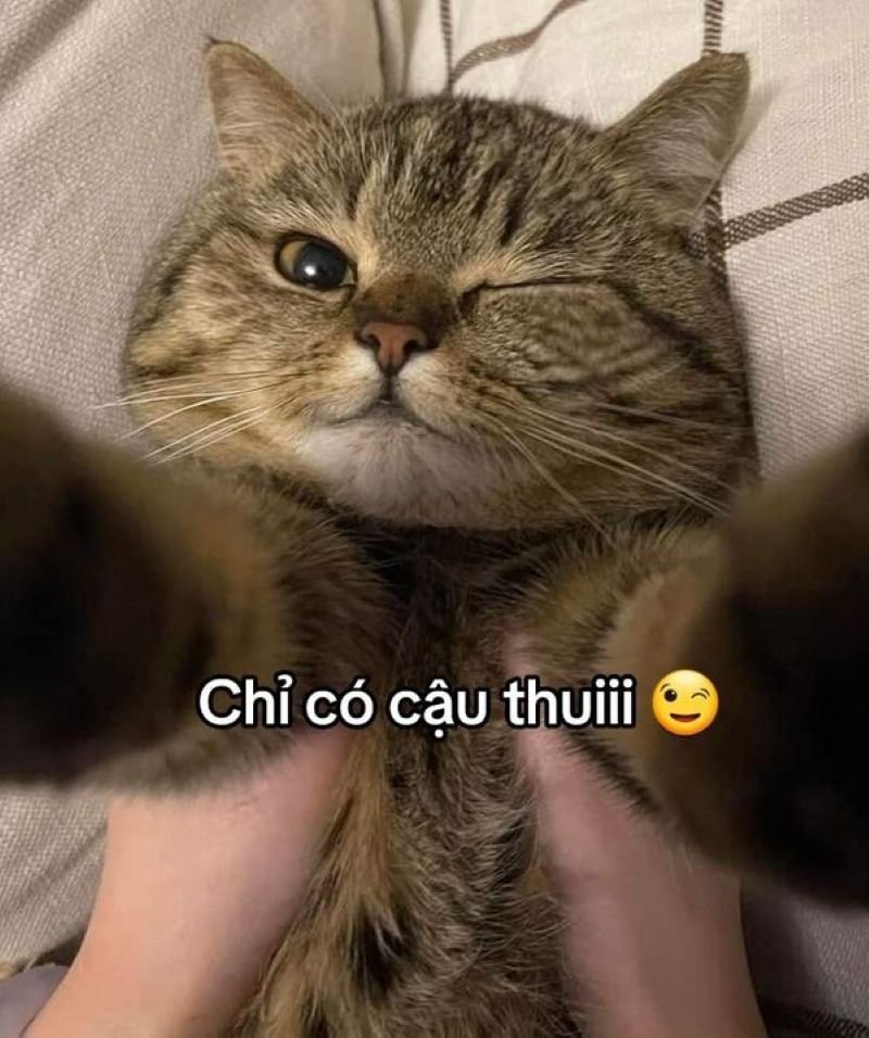 meme yêu thương đáng yêu nhất hôm nay
