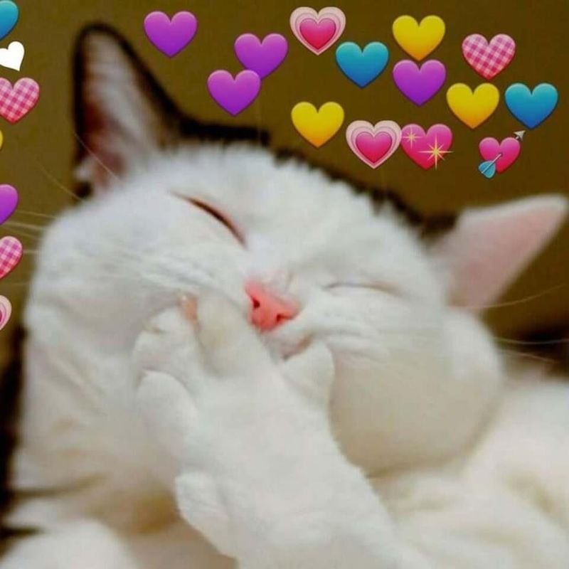 meme yêu thương dành cho cặp đôi