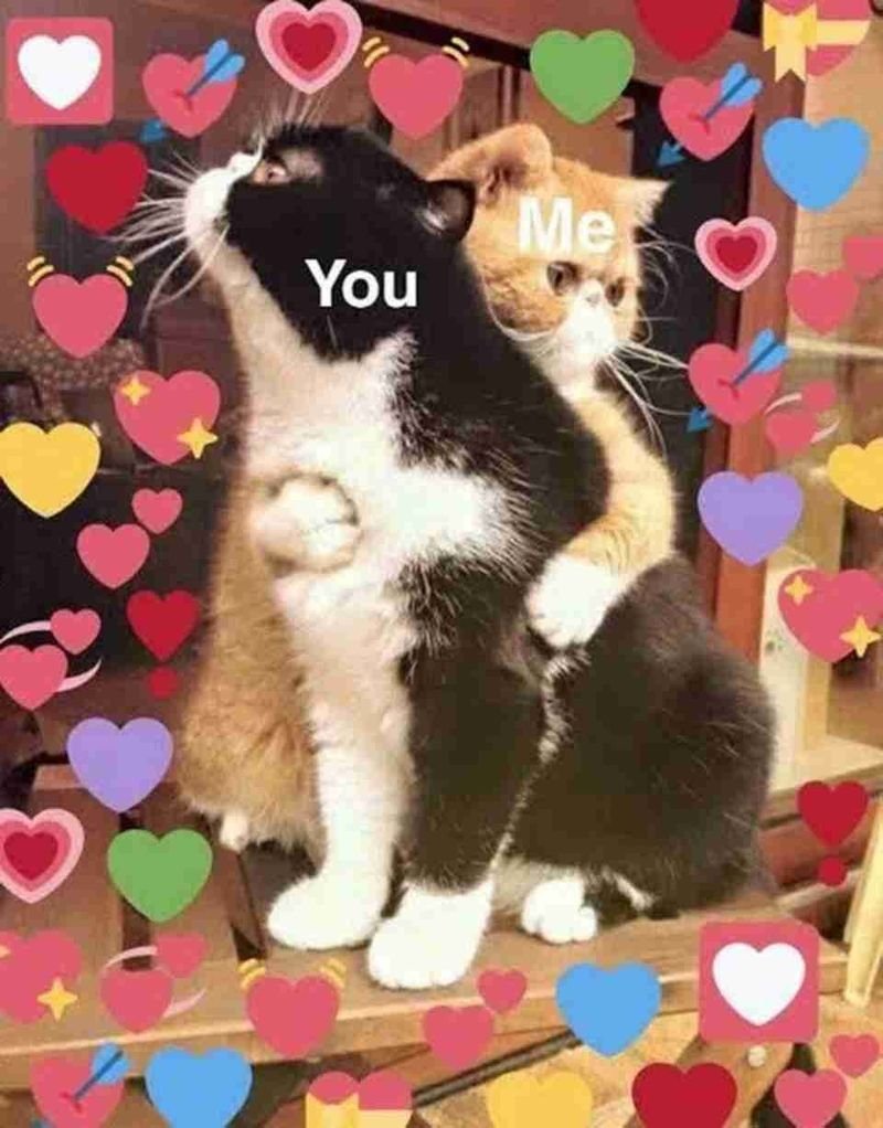 meme yêu thương gửi đến người đặc biệt