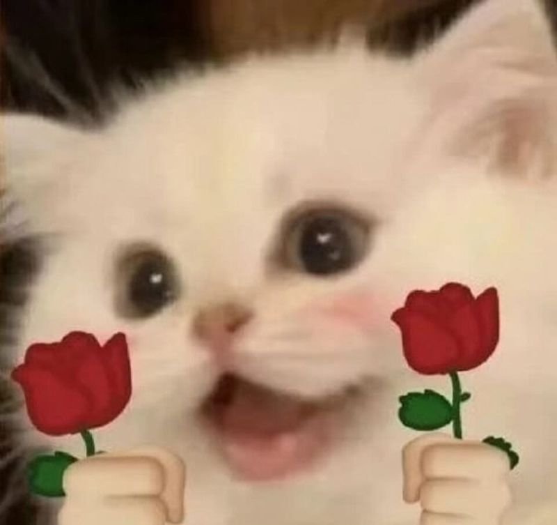 meme yêu thương hài hước và đáng yêu
