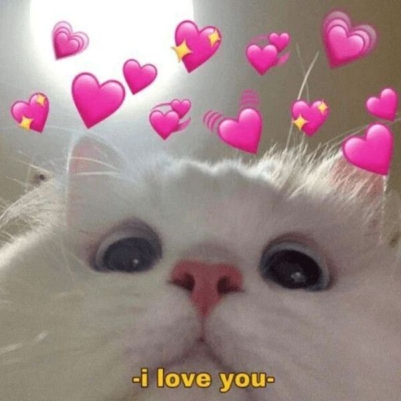 meme yêu thương khiến bạn mỉm cười